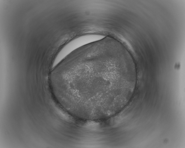 X0000090770257200708172114