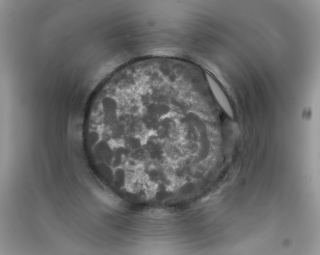 X0000090770299200708172113