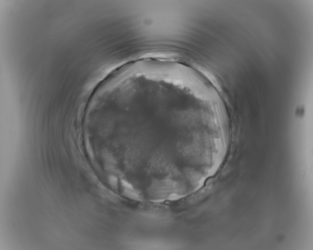 X0000090770337200708172112