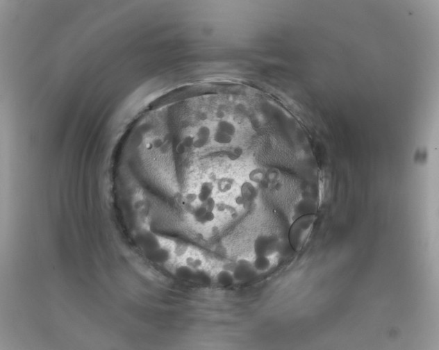 X0000090770339200708172112