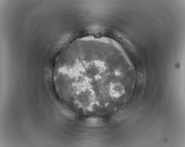 X0000090770375200708172113