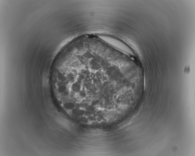 X0000090770483200708172111