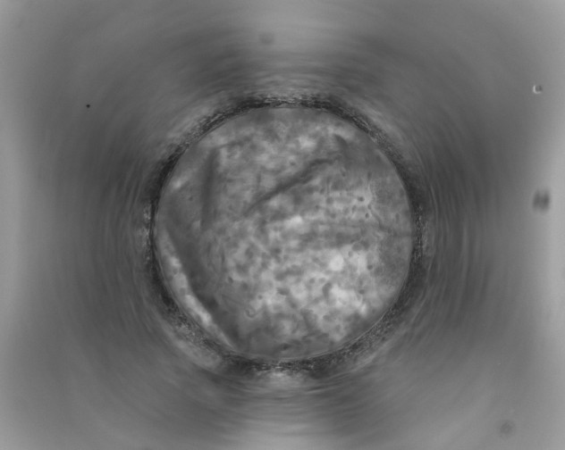X0000090770737200708172107