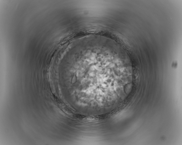 X0000090770745200708172107