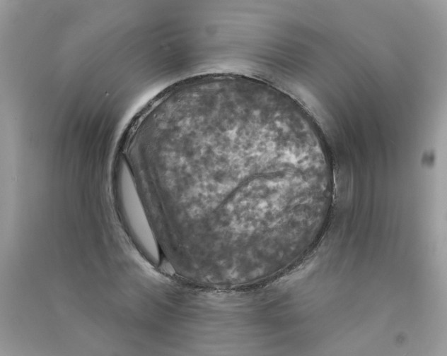 X0000090770780200708172107