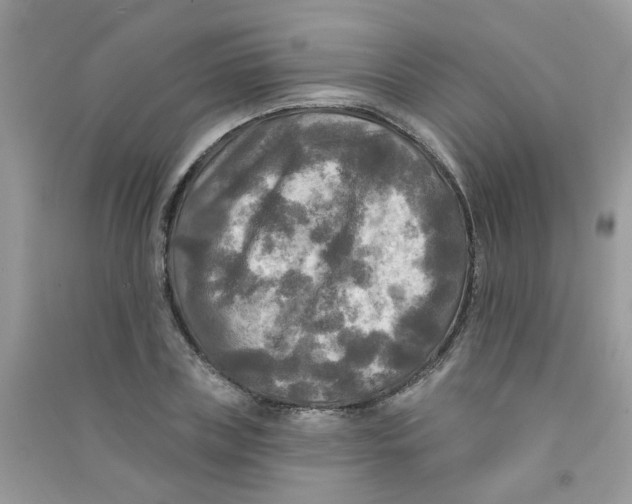 X0000090770835200708172106