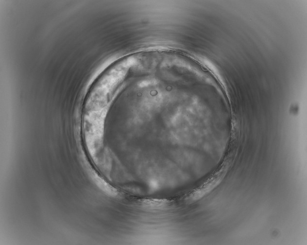 X0000090770859200708172106