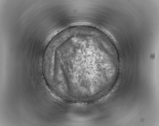 X0000090770937200708172105