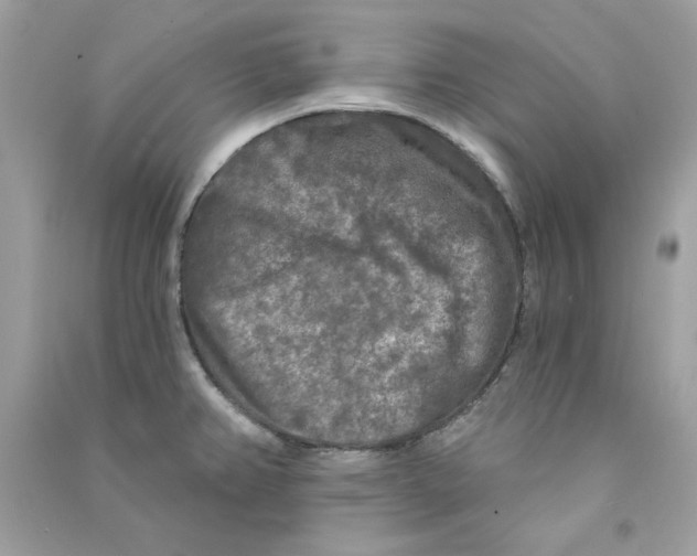 X0000090771382200708172059
