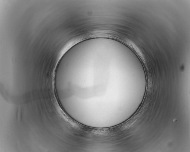 X0000090781386200707201126