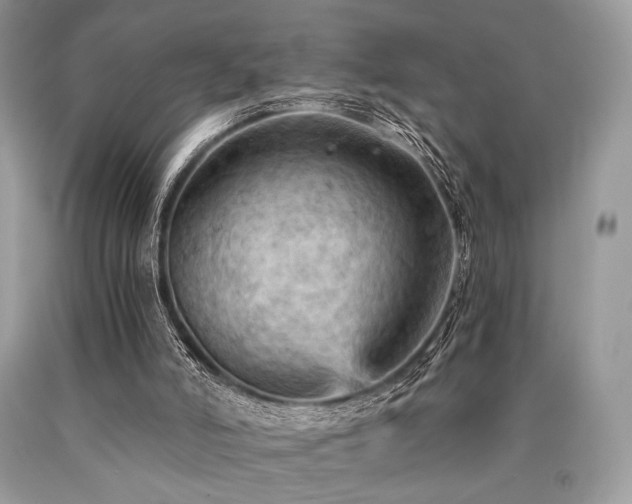 X0000090780006200707201533