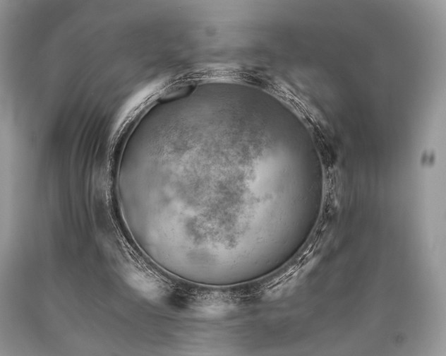 X0000090780293200707201529