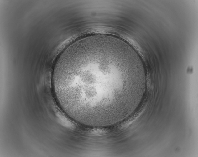 X0000090780445200707201527