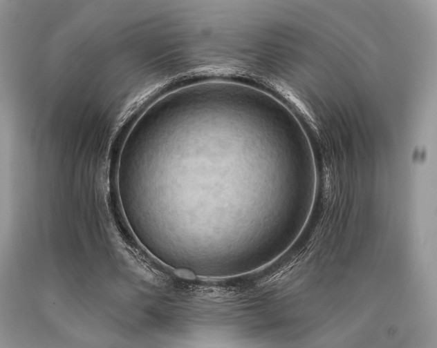 X0000090780486200707201526