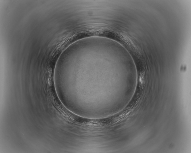 X0000090780867200707201521