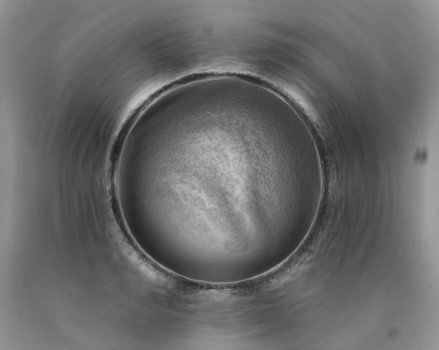 X0000090780990200707201520