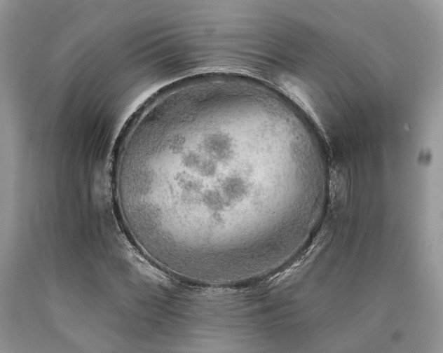 X0000090781068200707201519