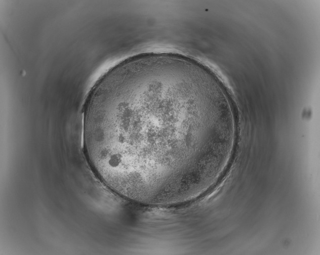 X0000090781175200707201517