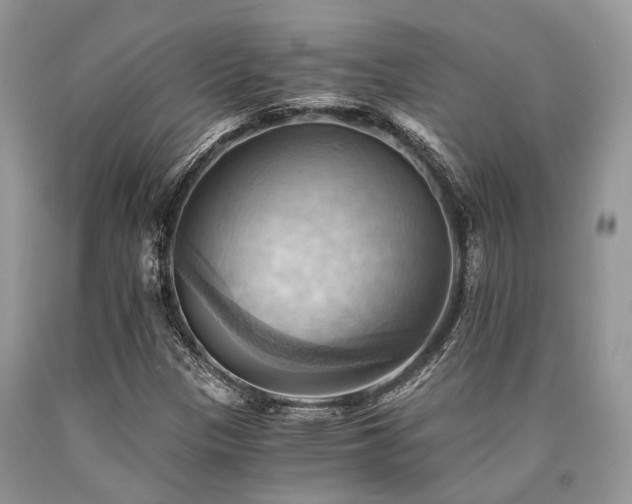 X0000090781305200707201515