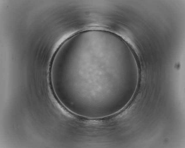 X0000090781333200707201516