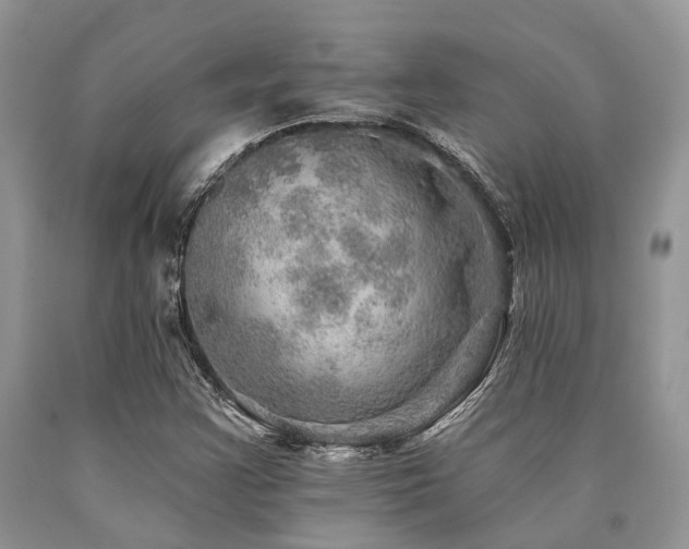 X0000090781355200707201515