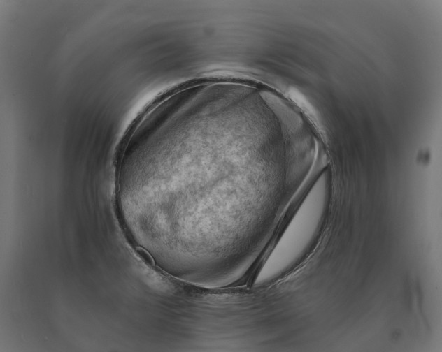 X0000090781376200708031705