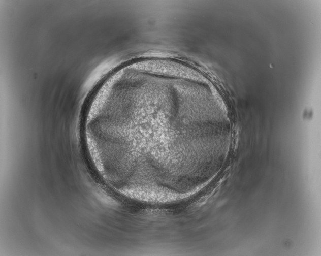 X0000090780296200708101839