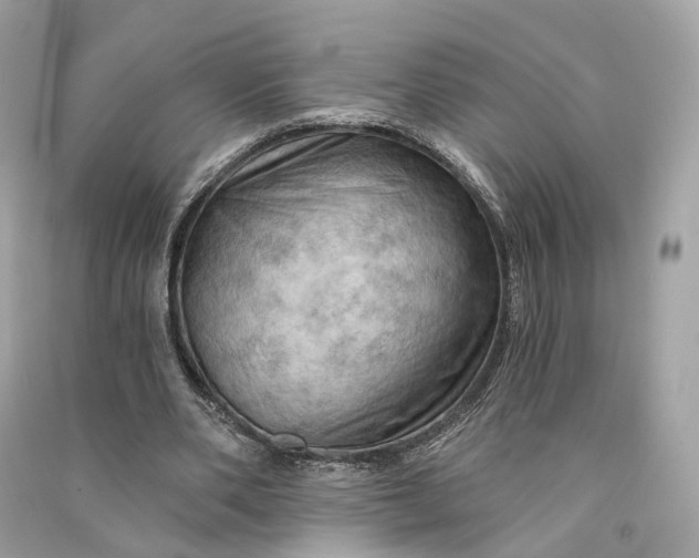 X0000090780486200708101836