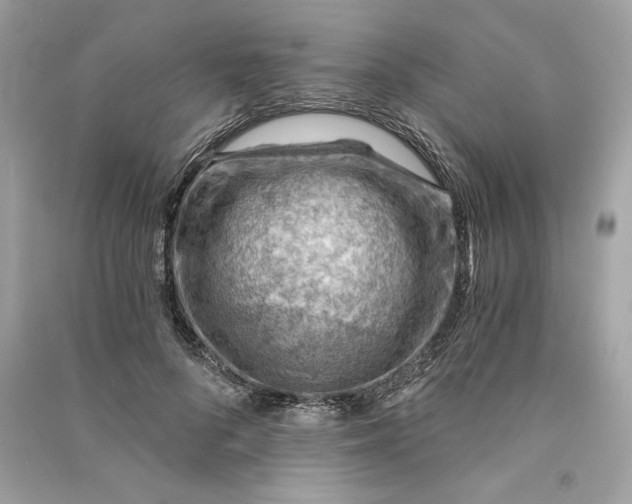 X0000090780696200708101833