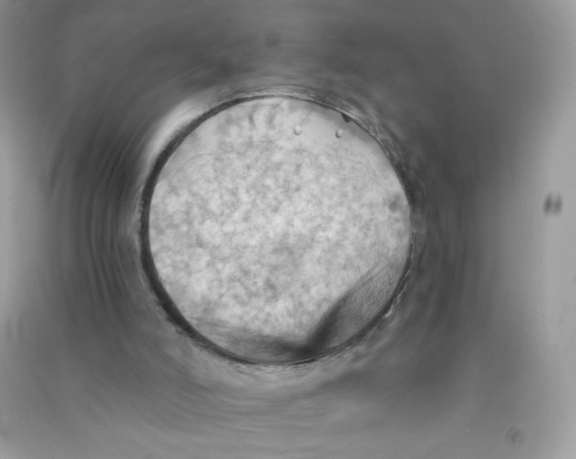 X0000090780006200708172137