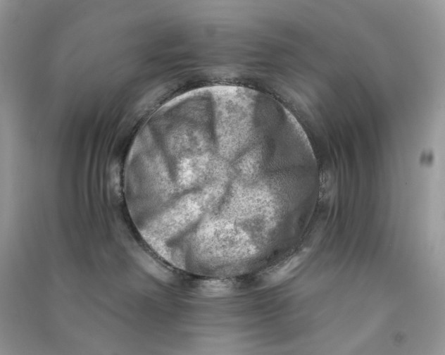 X0000090780238200708172134