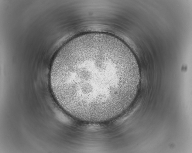 X0000090780445200708172131