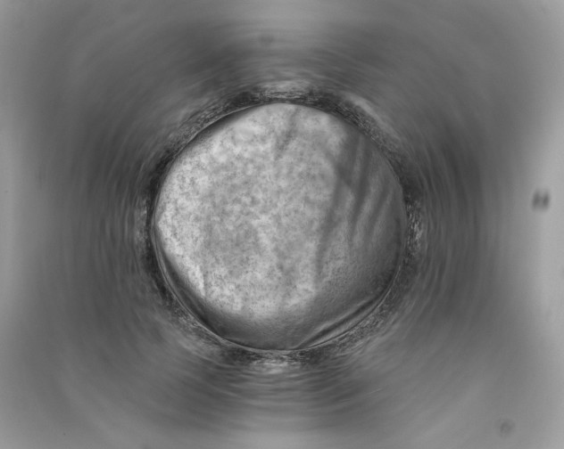 X0000090780745200708172127