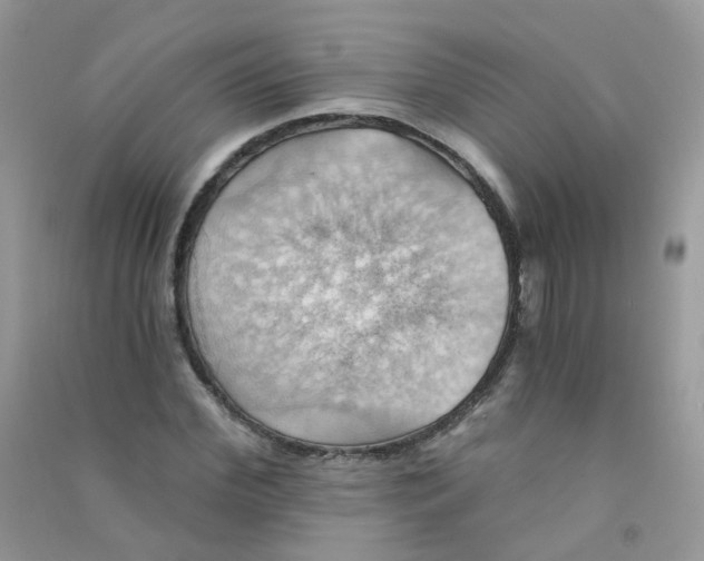 X0000090780972200708172124