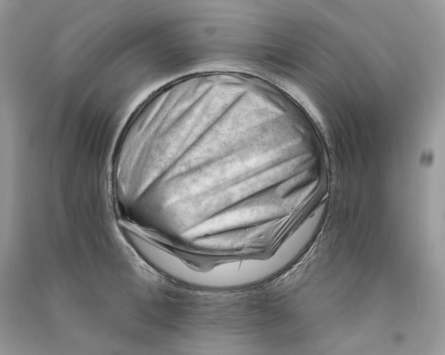 X0000090780996200708172124
