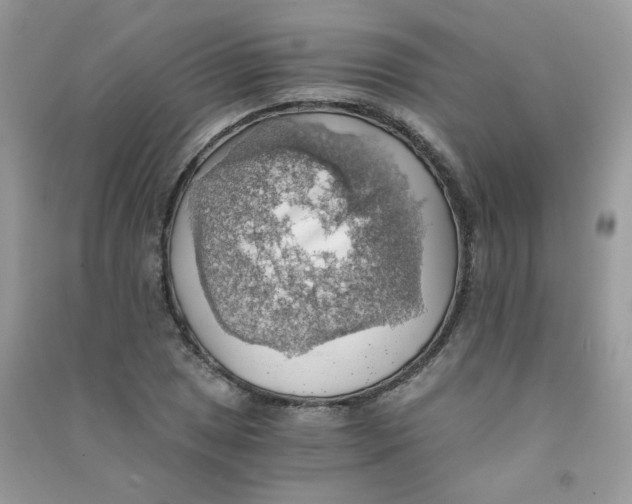 X0000090781025200708172124