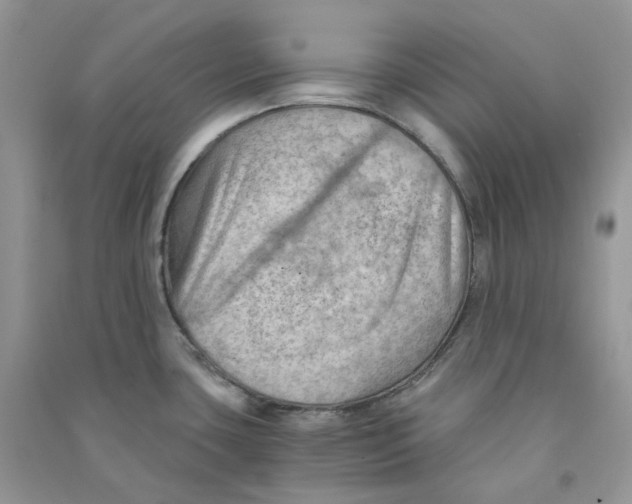 X0000090781435200708172119