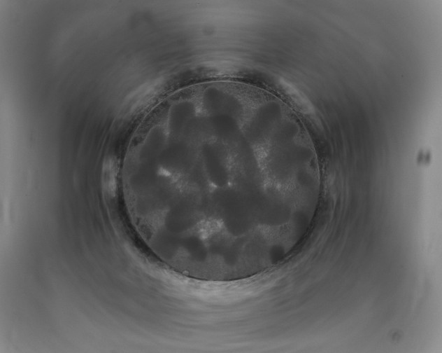 X0000090860026200707271238