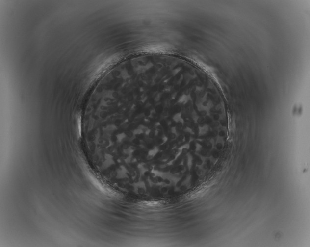 X0000090860061200707271238