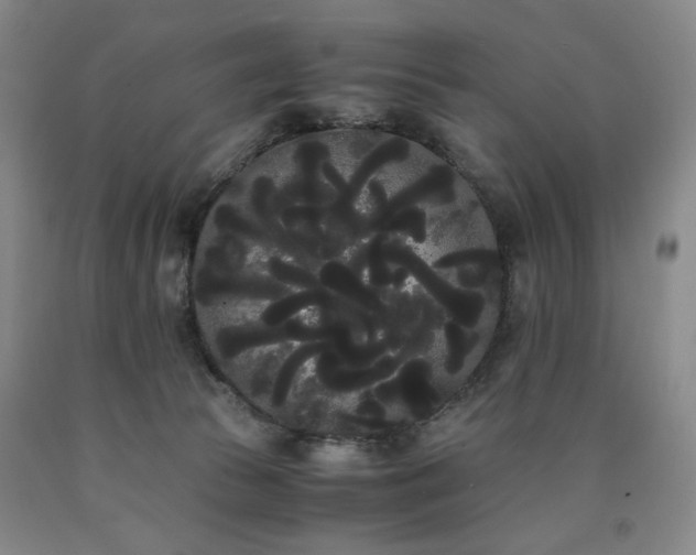 X0000090860177200707271236