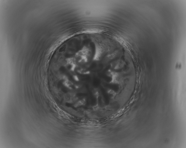 X0000090860337200707271233