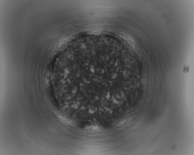 X0000090860503200707271231