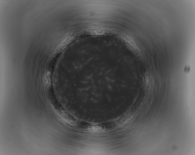 X0000090860598200707271230