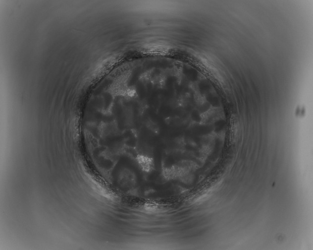X0000090860641200707271229