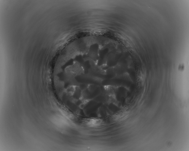 X0000090860663200707271229