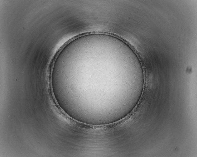 X0000090861078200707271223
