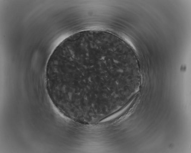X0000090861087200707271223