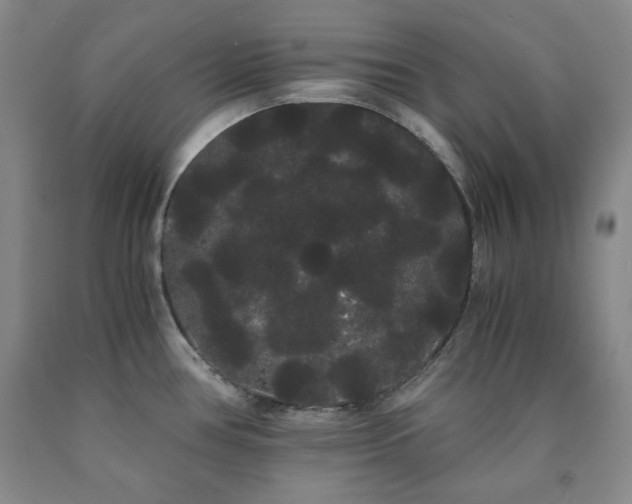 X0000090861386200707271219