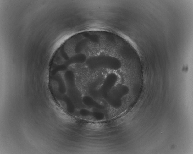 X0000090861415200707271219