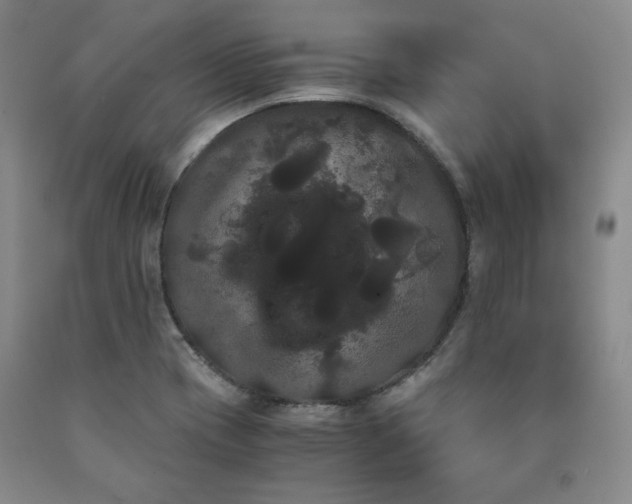 X0000090861417200707271219